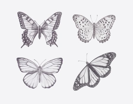 Бабочка карандашом