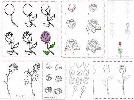 Нарисовать розу поэтапно