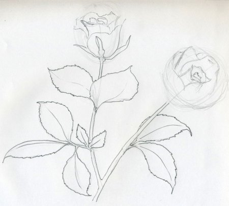 Роза для рисования
