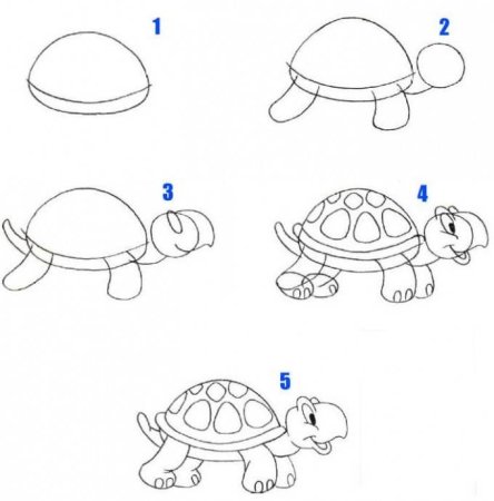 Белка этапы рисования