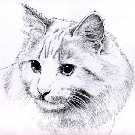 Кот карандашом