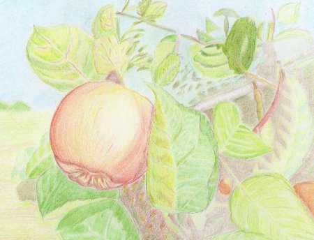 Яблоко цветными карандашами