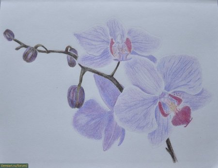 Орхидея цветными карандашами