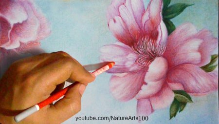 Карандашом цветы реалистично