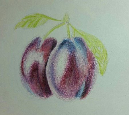 Слива цветным карандашом