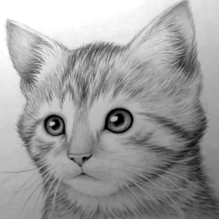 Котик карандашом