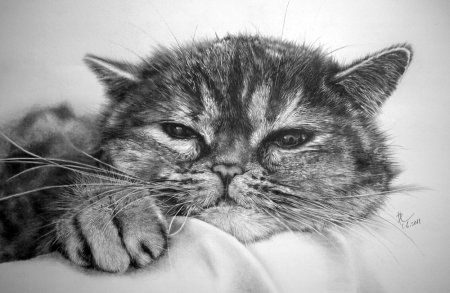 Кошка карандашом