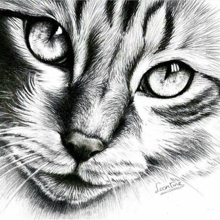 Животные карандашом