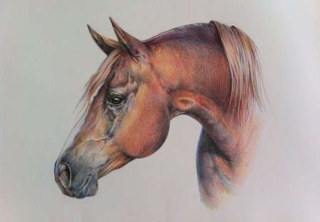 Мари-Одиль Колатрелла: рисуем лошадей