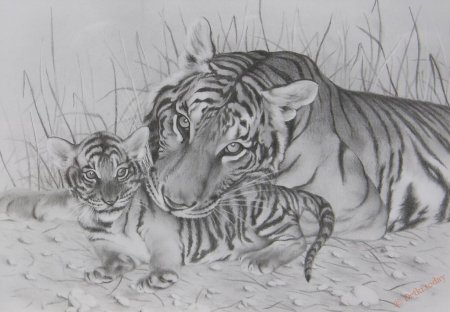 Рисунок тигра карандашом
