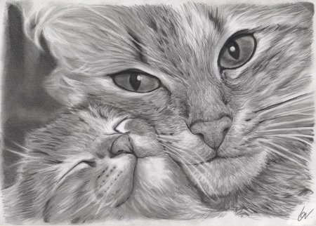 Красивый котик карандашом
