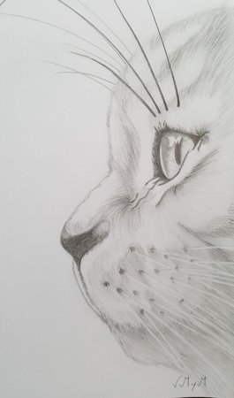 Рисунки животных