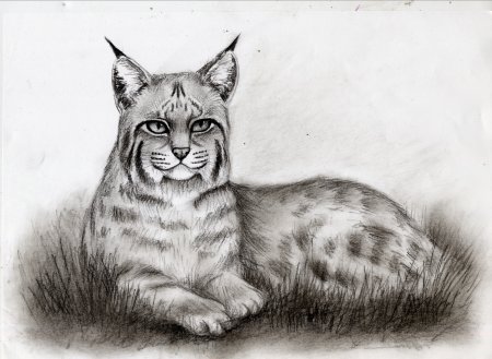 Животные из красной книги рисунки карандашом