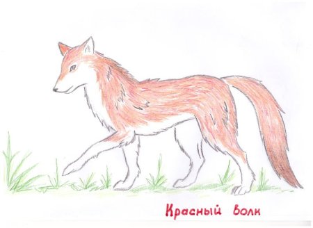 Красная Панда рисунок
