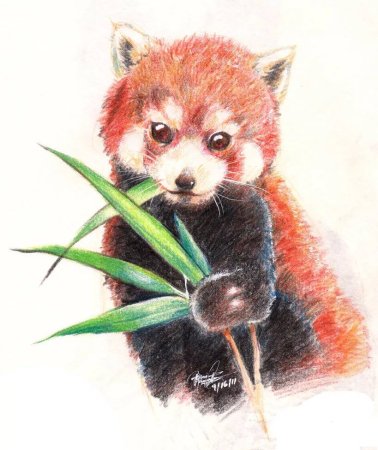 Животные красной книги рисунки