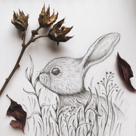 Рисунки карандашом природа и животные