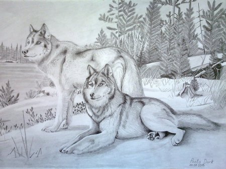 Рисунки карандашом природа и животные