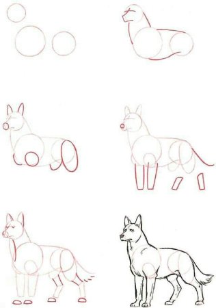 Как нарисовать белку