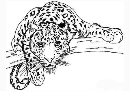 Рисунки диких кошек