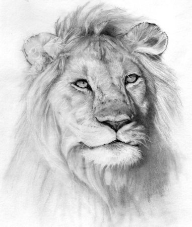 Собака рисунок карандашом