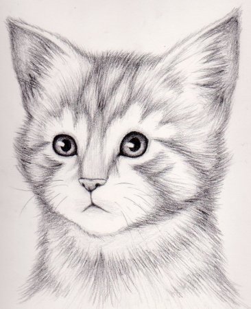 Рисунки животных карандашом