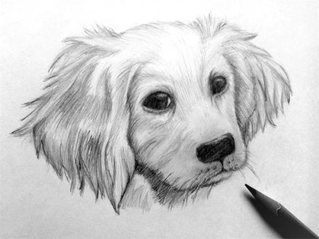 Рисунки милых животных