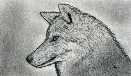 Рисунки животных карандашом