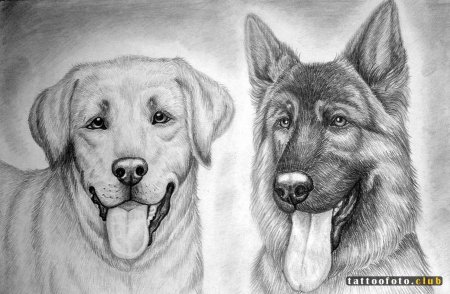 Собака рисунок карандашом