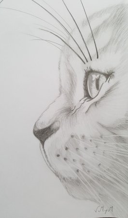 Рисунки жывотных карандаш