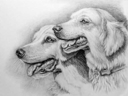 Рисунки животных карандашом