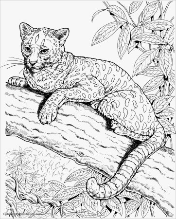 Раскраски с животными