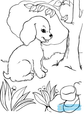 Раскраска собачка