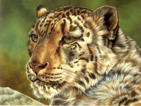 Красивые рисунки животных