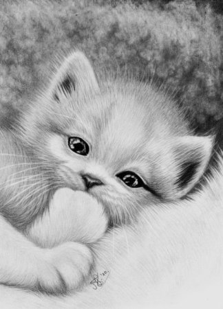 Красивые рисунки котят