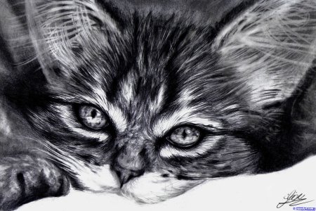 Красивые рисунки котят