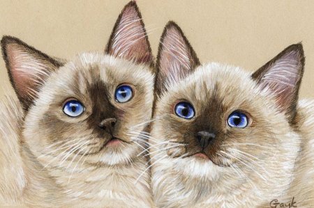 Котики красивые футуристичные