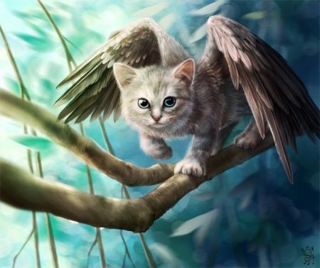 Кот с бирюзовыми глазами