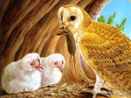 Звери птицы разные