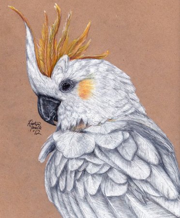 Сьюзан Крауч