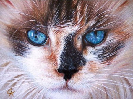 Реалистичные коты