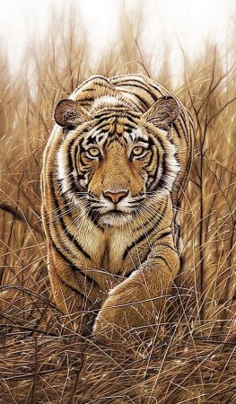 Художник Lekso Tiger