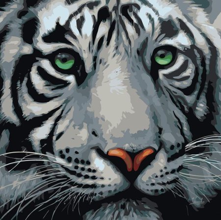 Тигрица с голубыми глазами