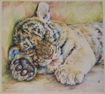 Тигренок цветными карандашами