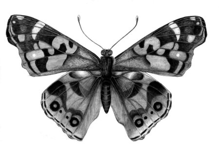 Бабочка карандашом