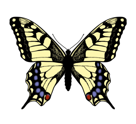 Бабочки картинки