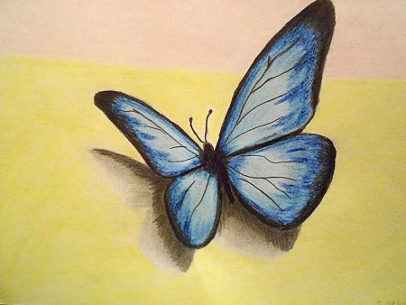 Раскраска бабочка на ветке