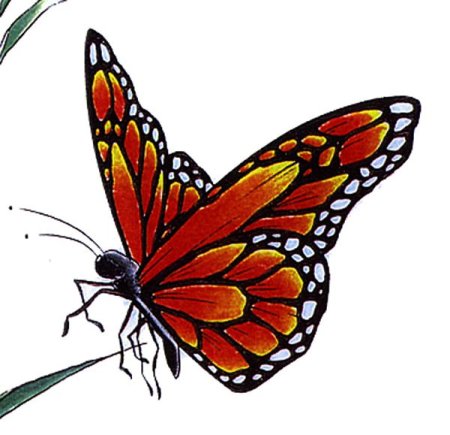 Бабочка рисунок