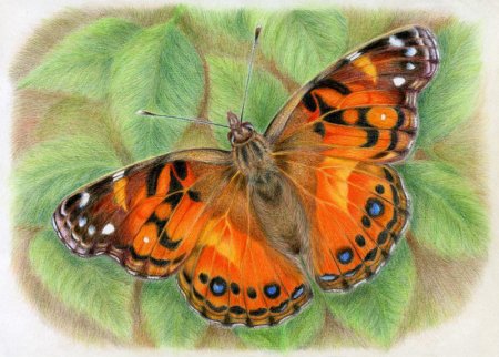 Бабочка павлиний глаз акварелью