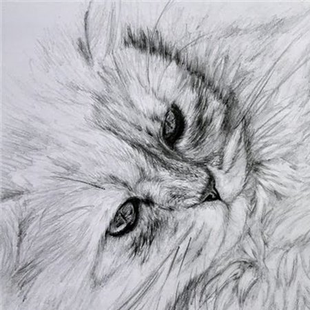 Рисунки животных карандашом