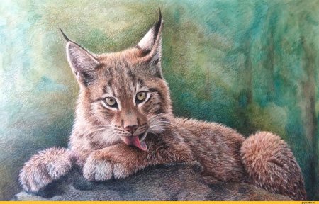 Рысь картина